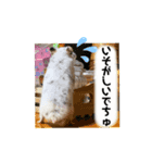 ごまくんすたんぷ③（個別スタンプ：1）