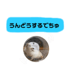 ごまくんすたんぷ③（個別スタンプ：8）