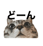 猫 なつめ（個別スタンプ：2）