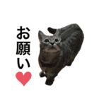 猫 なつめ（個別スタンプ：5）