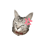 猫 なつめ（個別スタンプ：9）