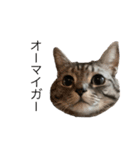 猫 なつめ（個別スタンプ：10）