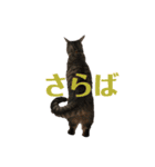 猫 なつめ（個別スタンプ：11）