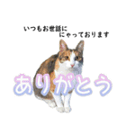 地域猫のとらちゃん（個別スタンプ：3）