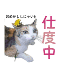 地域猫のとらちゃん（個別スタンプ：4）