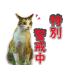 地域猫のとらちゃん（個別スタンプ：5）