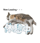 地域猫のとらちゃん（個別スタンプ：6）