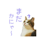 地域猫のとらちゃん（個別スタンプ：7）