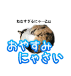 地域猫のとらちゃん（個別スタンプ：8）