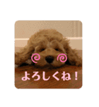 コッカプーのANDY（個別スタンプ：1）