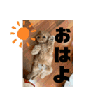 コッカプーのANDY（個別スタンプ：6）