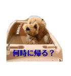 コッカプーのANDY（個別スタンプ：7）