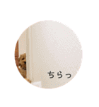 コッカプーのANDY（個別スタンプ：14）