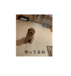コッカプーのANDY（個別スタンプ：15）