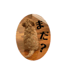 コッカプーのANDY（個別スタンプ：23）