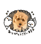 コッカプーのANDY（個別スタンプ：38）