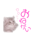 こんにゃくくん。（個別スタンプ：2）