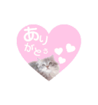 こんにゃくくん。（個別スタンプ：8）