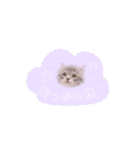 こんにゃくくん。（個別スタンプ：9）