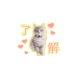 こんにゃくくん。（個別スタンプ：13）