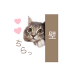 こんにゃくくん。（個別スタンプ：14）