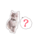 こんにゃくくん。（個別スタンプ：16）