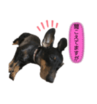 ダックスあるある2（個別スタンプ：1）