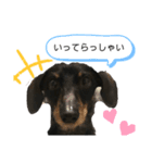 ダックスあるある2（個別スタンプ：6）