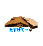 そいまるの日常②（個別スタンプ：15）