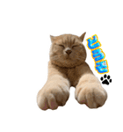 そいまるの日常②（個別スタンプ：19）