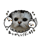 ねこちゃんずのスタンプ（個別スタンプ：4）
