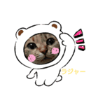ねこちゃんずのスタンプ（個別スタンプ：7）