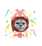ねこちゃんずのスタンプ（個別スタンプ：10）
