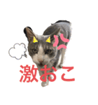 けんとねこ（個別スタンプ：7）