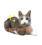 けんとねこ（個別スタンプ：9）