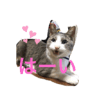 けんとねこ（個別スタンプ：20）