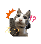 けんとねこ（個別スタンプ：30）