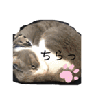 けんとねこ（個別スタンプ：31）