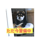 サスケ 第一弾（個別スタンプ：3）