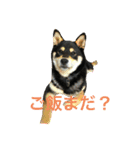 サスケ 第一弾（個別スタンプ：4）