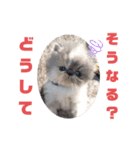 エキゾチックの喜怒哀楽（個別スタンプ：1）