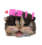 エキゾチックの喜怒哀楽（個別スタンプ：6）