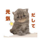 エキゾチックの喜怒哀楽（個別スタンプ：9）