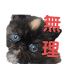 エキゾチックの喜怒哀楽（個別スタンプ：14）