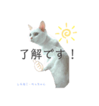 しろねこ姉妹part2（個別スタンプ：1）