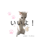 しろねこ姉妹part2（個別スタンプ：3）
