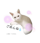 しろねこ姉妹part2（個別スタンプ：4）