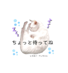 しろねこ姉妹part2（個別スタンプ：5）