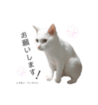 しろねこ姉妹part2（個別スタンプ：6）