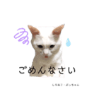 しろねこ姉妹part2（個別スタンプ：7）
